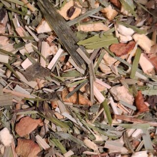 Melissas Entspannungstee BIO