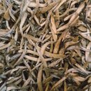 China Yin Zhen Silver Needle